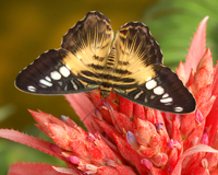 Если ребенок хочет домашнее животное – бабочка альтернативный вариант.  Она летает по квартире не издавая звуков, ее не нужно выгуливать, за ней не нужно ухаживать… Она не оставляет после себя следов - идеальный вариант! Зато она подарит много радостных моментов и приобщит ребенка к познанию природы. 